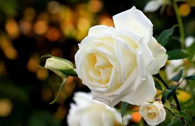 115 сине-белых роз (60 см) заказать с доставкой в Челябинске - салон «Дари  Цветы»