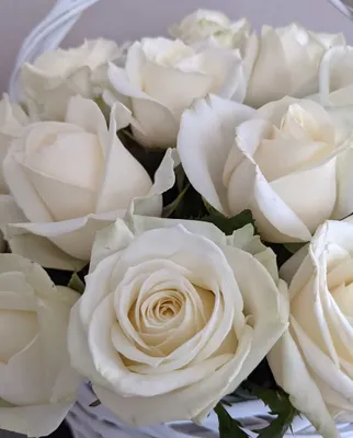 Купить белые розы недорого с доставкой по Москве круглосуточно
