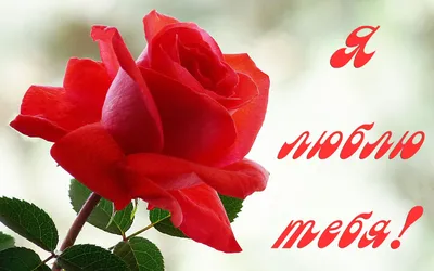 Розы Красный Любовь - Бесплатное фото на Pixabay - Pixabay