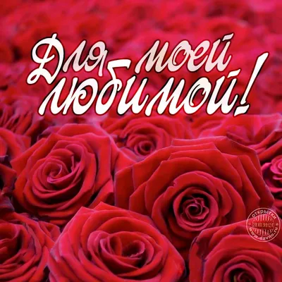 Цветы, привлекающие в дом мужчину и любовь – Новости Самары и Самарской  области – ГТРК Самара