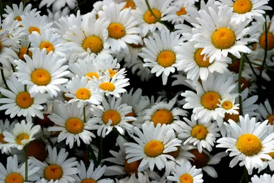 Цветы из шёлка Маргаритки – заказать на Ярмарке Мастеров – RLSM0BY | Цветы,  Комсомольск-на-Амуре