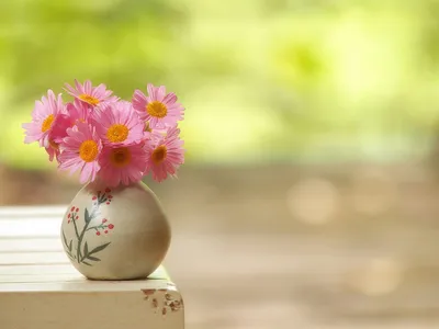 Маргаритки Цветок Весна - Бесплатное фото на Pixabay - Pixabay