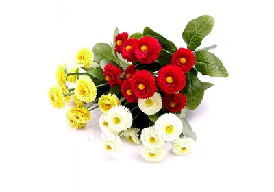 Испанские маргаритки приходят в много цветов Стоковое Фото - изображение  насчитывающей цветок, красивейшее: 71461974