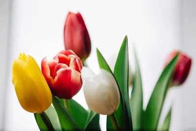 Открытки с 8 марта с тюльпанами - скачайте бесплатно на Davno.ru