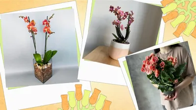 Цветы в горшках комнатные растения - красивые фото