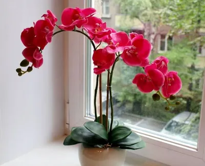 Самые лучшие и полезные комнатные цветы для квартиры и дома: какие выбрать,  что нужно знать