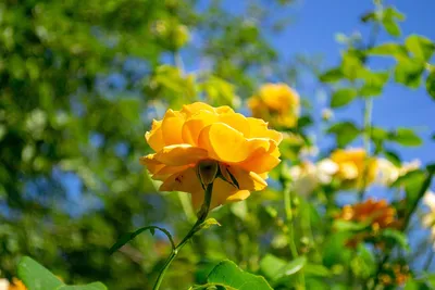 Флоральный ковер, цветочная текстура, концепция магазина Красивые свежие  цветущие цветы розы, распылительные розы Блоссом пастель Стоковое Фото -  изображение насчитывающей душисто, цветок: 163040366