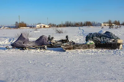 80 тысяч оленей погибли в тундре из-за обледенения