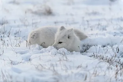 Дикая арктическая лисица vulpes lagopus в тундре зимой белая арктическая  лисица | Премиум Фото