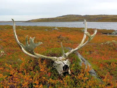 Миражи и реальность тундры – GoArctic.ru – Портал о развитии Арктики
