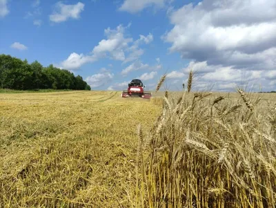 Закрома Беларуси наполняются: уборка урожая близится к финишу