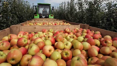 В Казахстане продолжается массовая уборка урожая