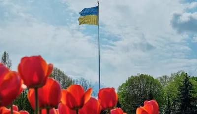 Свитшот с украинской символикой: цена 1600 грн - купить Кофты и свитера  женские на ИЗИ | Киев