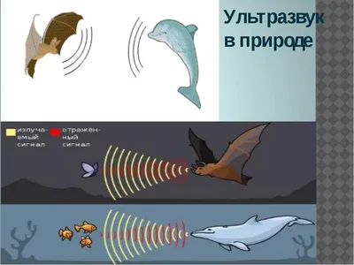 Процедура ультразвуковой терапии - Санаторий 'Нарочь'