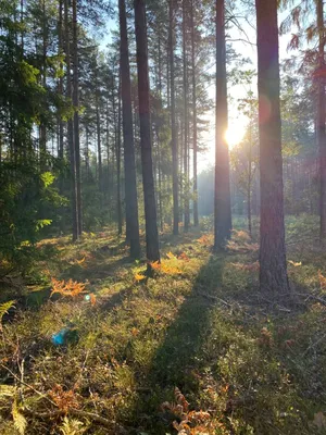 Утро в лесу :: Сергей Форос – Социальная сеть ФотоКто