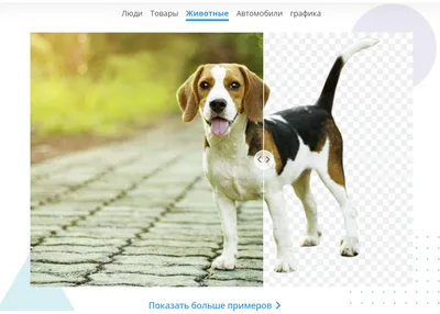 В чем разница между SVG и PNG? — Alex Vorobiev на TenChat.ru