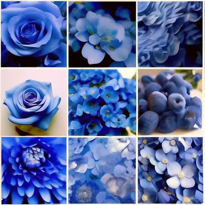 Коллаж из цветов в голубом цвете. Стоковое Изображение - изображение  насчитывающей пурпурово, парк: 166234317