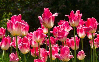 Фото тюльпанов в хорошем качестве и высоком разрешении