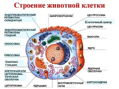 Книга ТЦ Сфера Как клетка помогла нарисовать все-все-все купить по цене 306  ₽ в интернет-магазине Детский мир