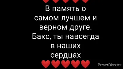 ♥️В память о самом верном Друге❤️Бакс, ты навсегда в наших сердцах❤️  #Помним #Любим #Скучаем 😭😭😭 - YouTube