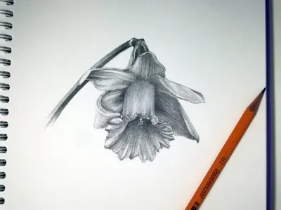 Рисунки простым карандашом для срисовки красивые - 47 фото