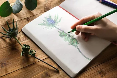 Botanical Sketchbook