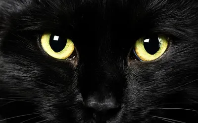 Кошачьи глаза в высоком качестве - картинки и фото koshka.top