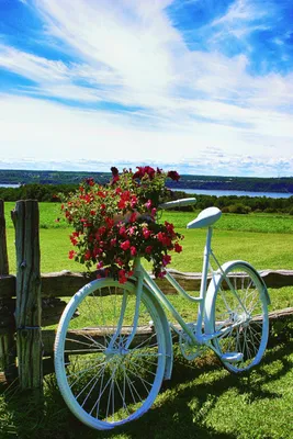 Старый красный велосипед с цветами Стоковое Изображение - изображение  насчитывающей велосипед, почва: 158861589