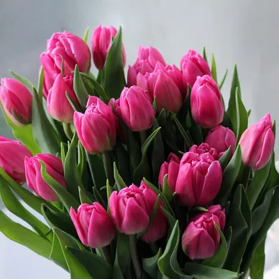 Картинки весенние цветы тюльпаны фото