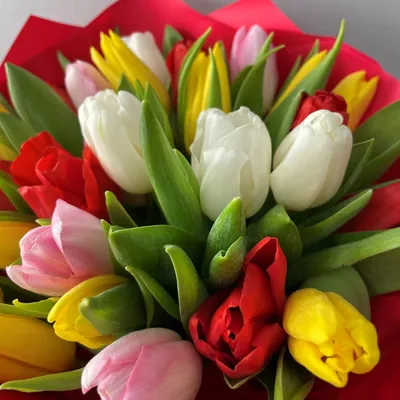 Тюльпаны Весенние цветы Цветы Фотографии сада Карты Фон И картинка для  бесплатной загрузки - Pngtree