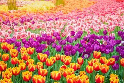 Красивые весенние цветы, голландские тюльпаны, букет в подарок Stock Photo  | Adobe Stock