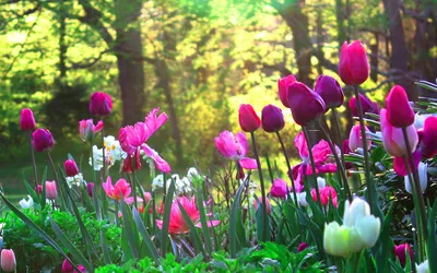 Весенние цветы тюльпана изображение_Фото номер 502361594_JPG Формат  изображения_ru.lovepik.com