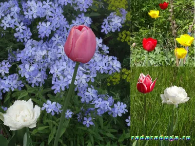 Тюльпаны Весенние Цветы Сад - Бесплатное фото на Pixabay - Pixabay