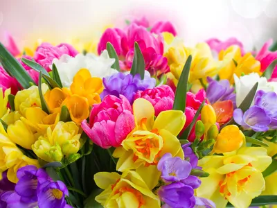 Фотографии тюльпан весенние Цветы Много