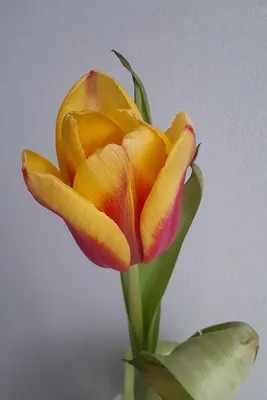 Купить Цветы в коробке Тюльпаны Весенние в Москве | Заказать Цветы в  коробке Тюльпаны Весенние недорого с доставкой