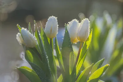 Тематическая неделя Весенние цветы. День 3 Тюльпан. | РадаРадуга - Радуга  Идей