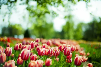 Картинка Весенние цветы тюльпаны » Весенние цветы » Цветы » Картинки 24 -  скачать картинки бесплатно