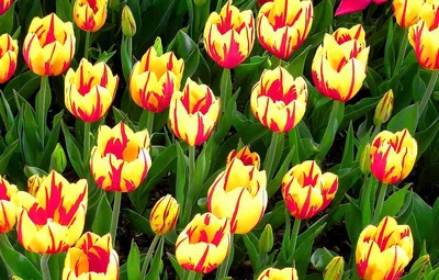 Тюльпаны Весенние Цветы Белые - Бесплатное фото на Pixabay - Pixabay