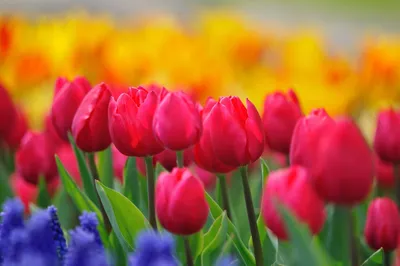 Тюльпаны в декабре🤍💜 Сезон на эти весенние цветы уже начался🤩 Букет в  наличии👌🏼 35 Тюльпанов . #выбудетенашимклиентом #mariflowerssmr #цв… |  Instagram