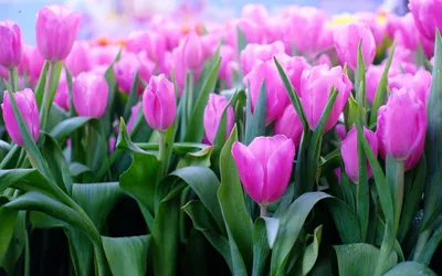 Букет из фиолетовых и желтых тюльпанов | Весенние цветы | GintarėsGėlės