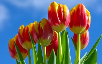 прекрасные яркие весенние цветы тюльпаны Стоковое Фото - изображение  насчитывающей флора, промахов: 216764606