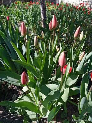 Весенние Цветы Тюльпаны Естественный Фон — стоковая векторная графика и  другие изображения на тему Афиша - Афиша, Без людей, Ботаника - iStock
