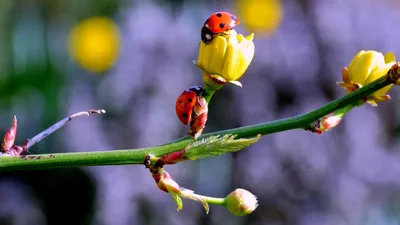 Картинки весна на заставку телефона (47 фото) • Прикольные картинки и  позитив | Beautiful flowers photography, Beautiful nature wallpaper,  Wallpaper nature flowers