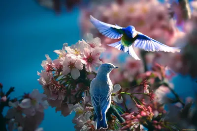 Природа Весна птицы (58 фото) - 58 фото