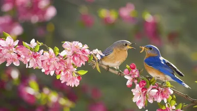 Птицы прилетают весной картинки - 67 фото
