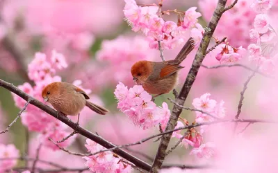 Природа Весна птицы (58 фото) - 58 фото