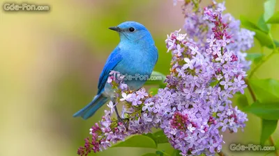 Обои птица, сирень, цветы, весна на рабочий стол — картинка №575240 |  ペットの鳥, 鳥の壁紙, 鳥の写真