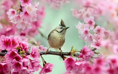 Птица Певчая Весна - Бесплатное изображение на Pixabay - Pixabay
