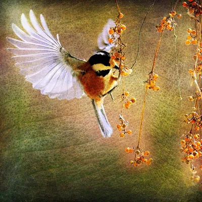 Картинки весна птицы красивые (69 фото) » Картинки и статусы про окружающий  мир вокруг