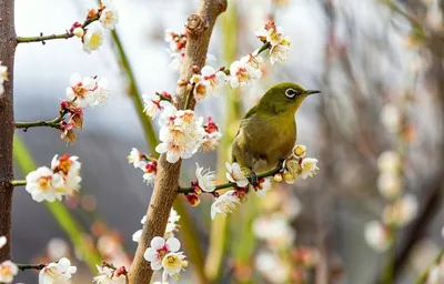 Весна - птицы прилетают, подснежники цветут - Блог «Окружающий Мир» –  Фотогалерея, фото 10 - MySlo.ru